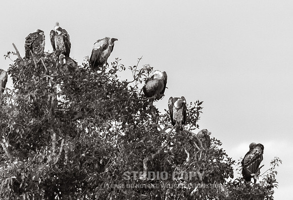 CDR_09272019_Tanzania_0056_tanzania_