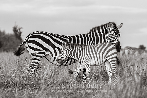 CDR_09272019_Tanzania_0069_tanzania_