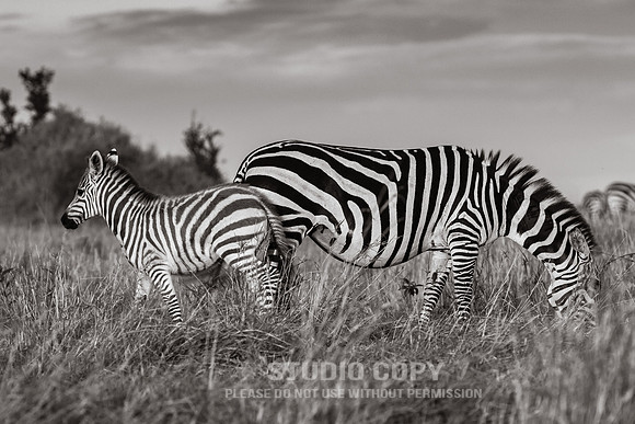 CDR_09272019_Tanzania_0075_tanzania_