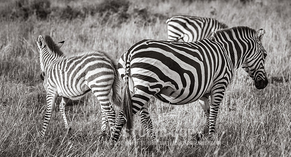 CDR_09272019_Tanzania_0101_tanzania_
