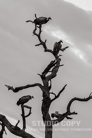CDR_09272019_Tanzania_0132_tanzania_