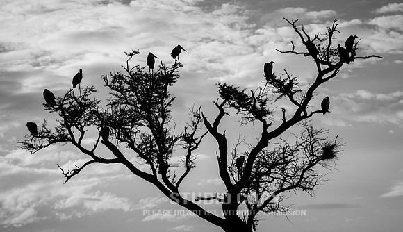 CDR_09272019_Tanzania_0174_tanzania_