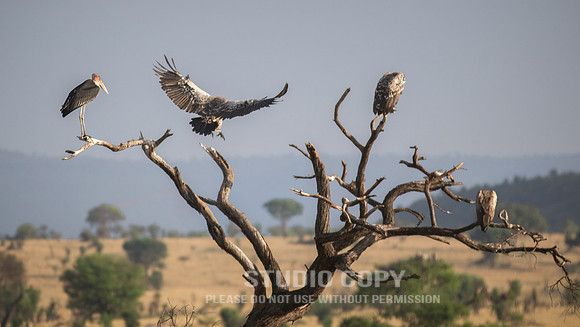 CDR_09272019_Tanzania_0240_tanzania_