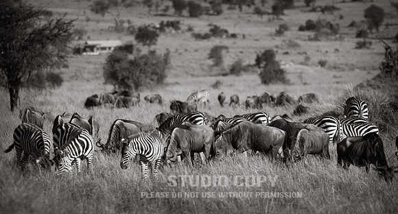 CDR_09272019_Tanzania_0250_tanzania_