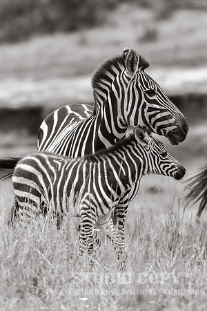 CDR_09272019_Tanzania_0407_tanzania_