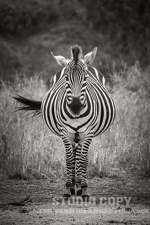 CDR_09272019_Tanzania_0413_tanzania_