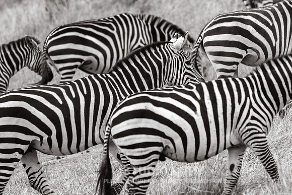 CDR_09272019_Tanzania_0434_tanzania_
