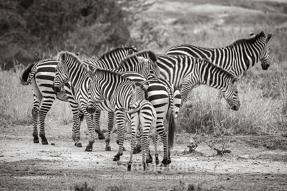 CDR_09272019_Tanzania_0462_tanzania_