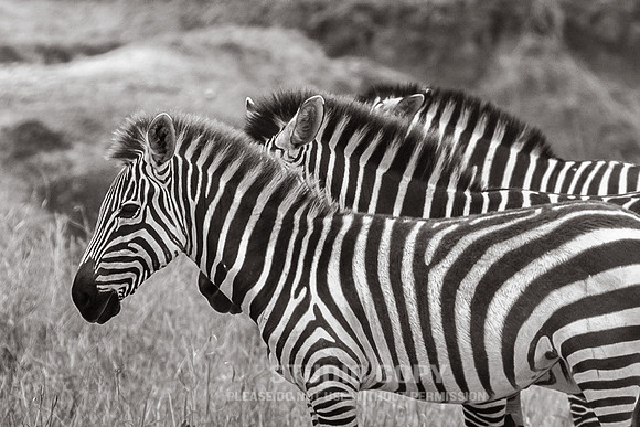 CDR_09272019_Tanzania_0474_tanzania_