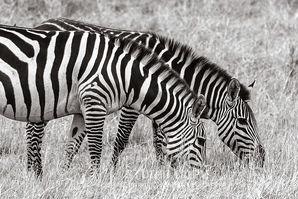 CDR_09272019_Tanzania_0484_tanzania_