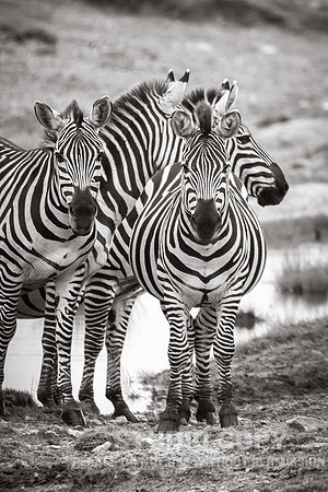 CDR_09272019_Tanzania_0512_tanzania_