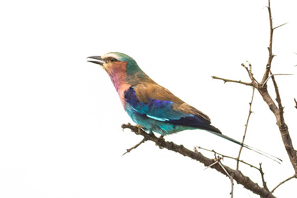 CDR_09272019_Tanzania_3011_tanzania_