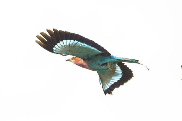 CDR_09272019_Tanzania_3017_tanzania_