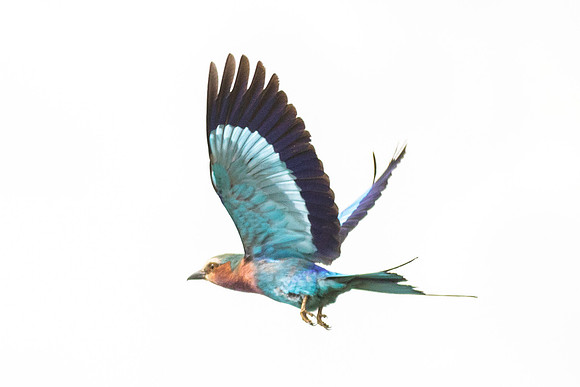 CDR_09272019_Tanzania_3018_tanzania_