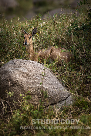 CDR_09282019_Tanzania_0435_tanzania_