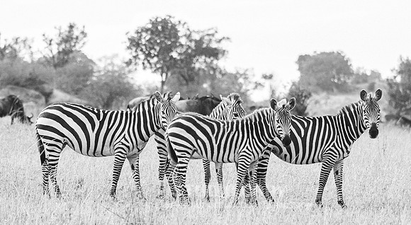 CDR_09282019_Tanzania_0610_zebras