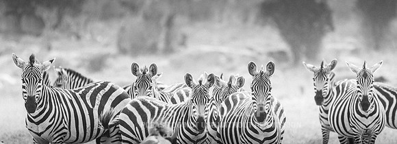 CDR_09282019_Tanzania_0616_zebras