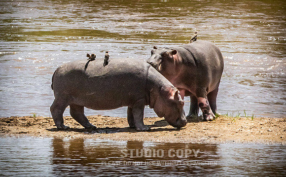 CDR_09282019_Tanzania_1488