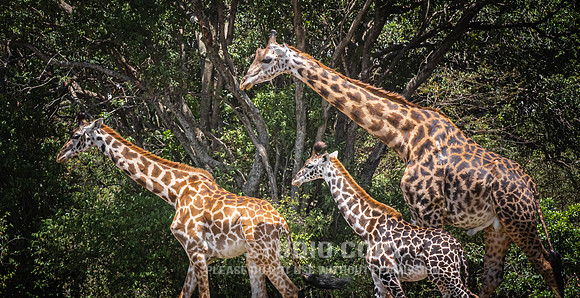CDR_09282019_Tanzania_1548_giraffe