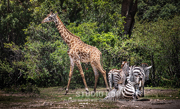 CDR_09282019_Tanzania_1556_giraffe