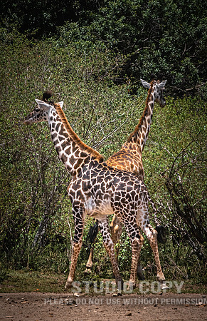 CDR_09282019_Tanzania_1572_giraffe