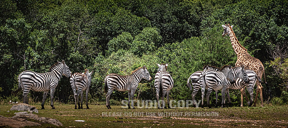 CDR_09282019_Tanzania_1576_giraffe