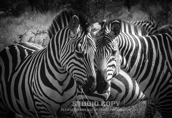 CDR_09282019_Tanzania_1607_zebras
