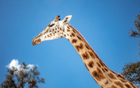 Giraffes GALLERY