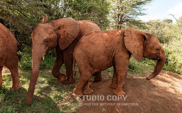CDR_09302019_Tanzania_0648_elephants_
