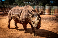 Rhinos GALLERY