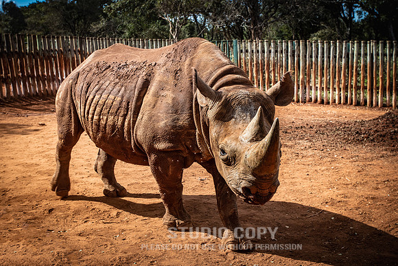 CDR_09302019_Tanzania_0676MaxwelltheRhino