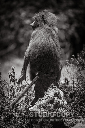 CDR_09232019_Tanzania_0102