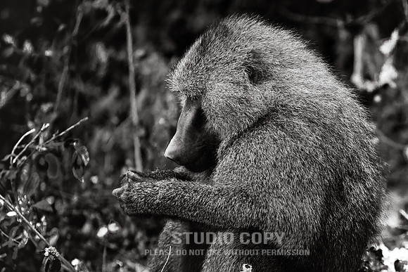 CDR_09232019_Tanzania_0108