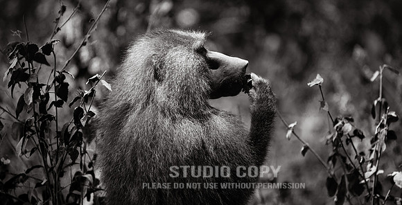 CDR_09232019_Tanzania_0112