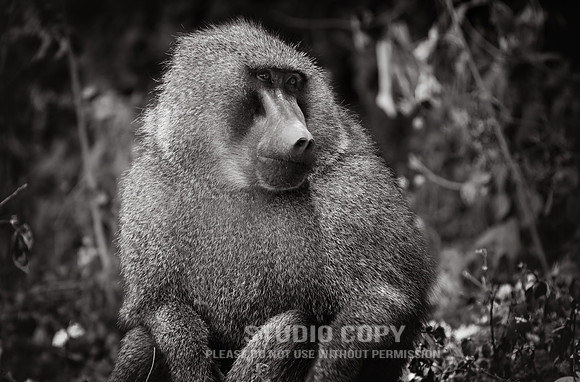 CDR_09232019_Tanzania_0113