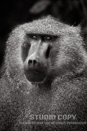 CDR_09232019_Tanzania_0127