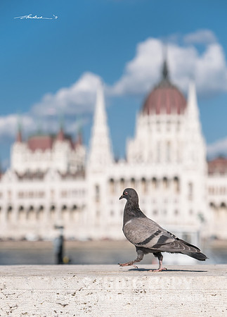 CDR_05172017_1236-parliament-with-pigeon