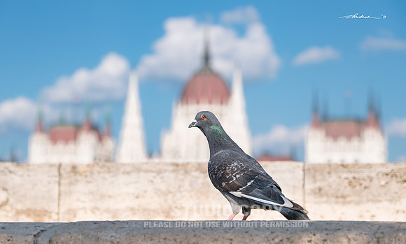 CDR_05172017_1245-pigeon-fb