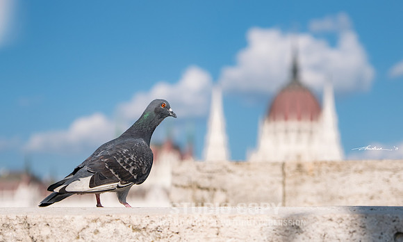 CDR_05172017_1252-pigeon-fb