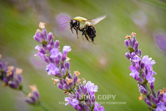 CDR_07052020_3418_Williamsburg_bees