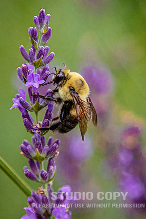 CDR_07052020_3458_Williamsburg_bees