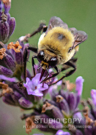 CDR_07052020_3473_Williamsburg_bees
