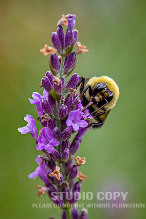 CDR_07052020_3489_Williamsburg_bees