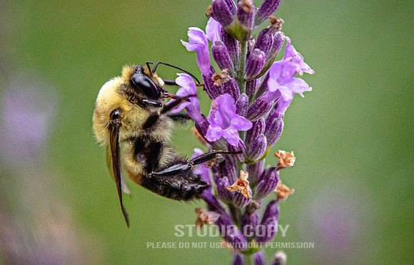 CDR_07052020_3502_Williamsburg_bees