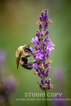 CDR_07052020_3504_Williamsburg_bees