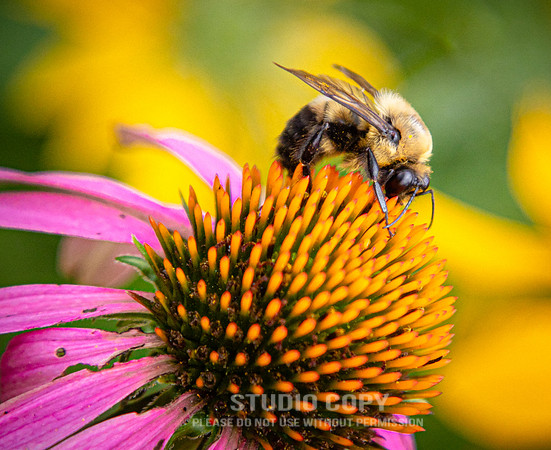 CDR_07052020_3720_Williamsburg_bees