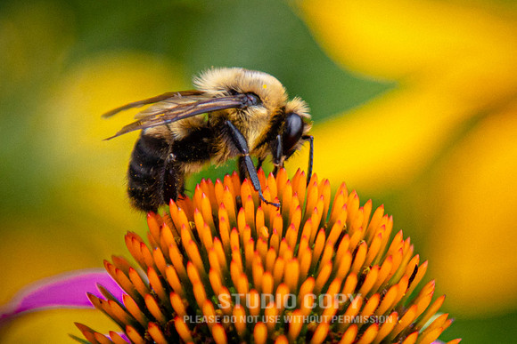 CDR_07052020_3721_Williamsburg_bees