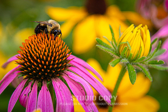 CDR_07052020_3727_Williamsburg_bees