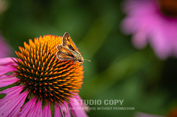 CDR_07052020_3737_Williamsburg_bees