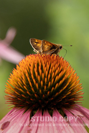 CDR_07052020_3740_Williamsburg_bees